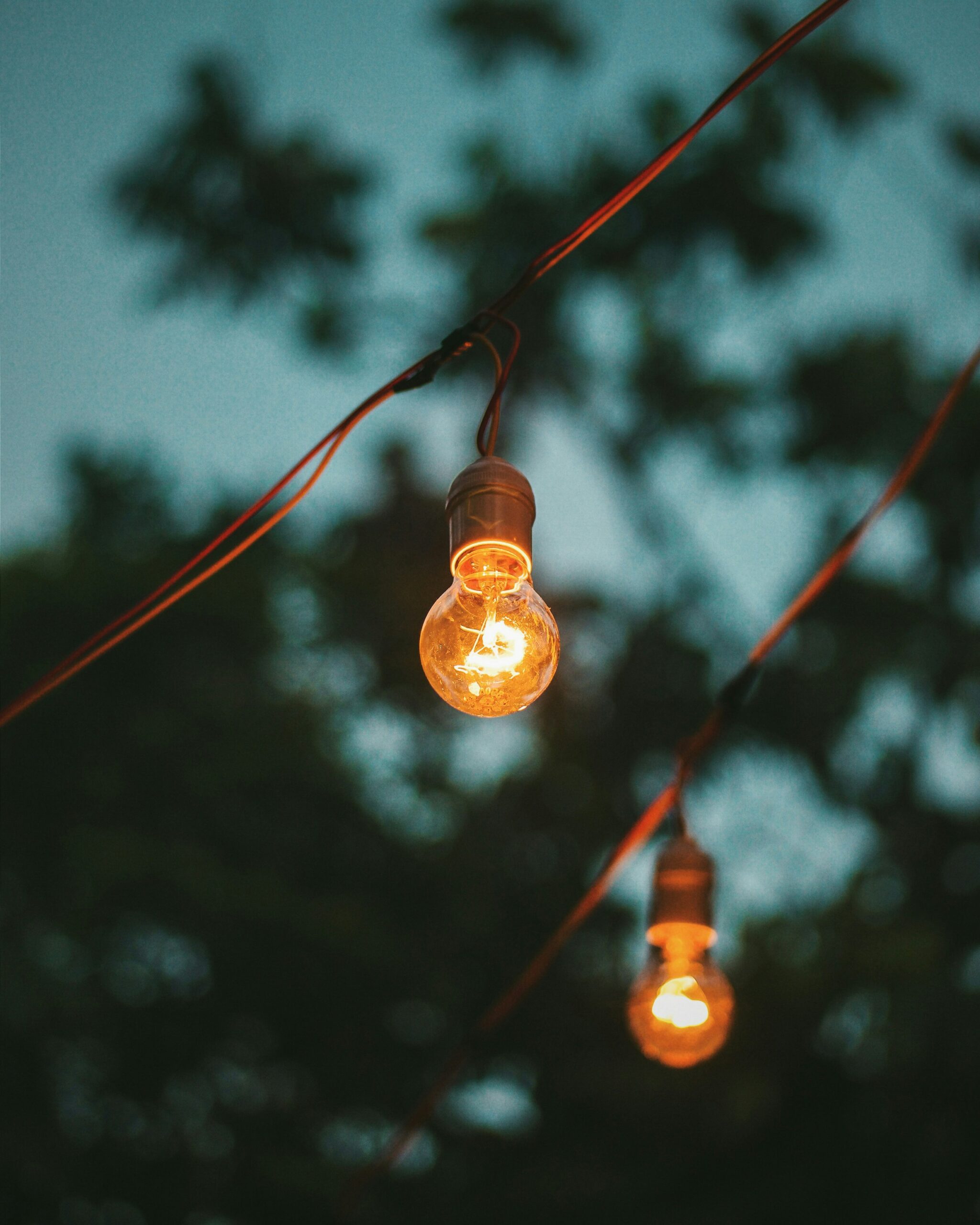 String lights with glowing bulbs hanging among tree branches at dusk